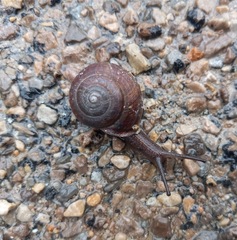 Webbhelix multilineata