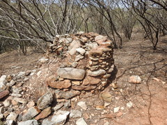 Vachellia campechiana