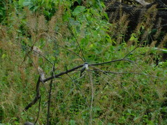 Tyrannus niveigularis