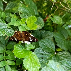 Celaenorrhinus pyrrha