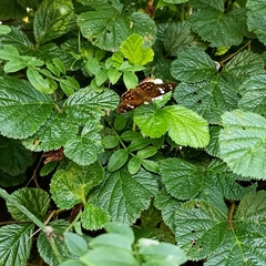 Celaenorrhinus pyrrha