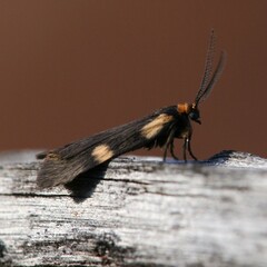 Poliodule melanotricha