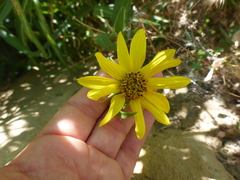 Helianthus californicus