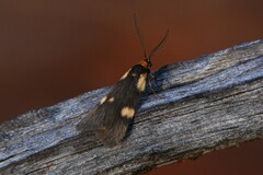 Poliodule melanotricha