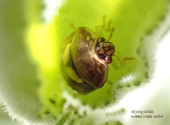 Aspideurus flavescens