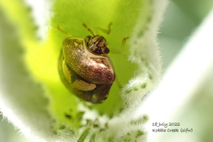 Aspideurus flavescens
