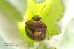 Aspideurus flavescens