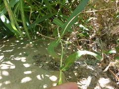 Helianthus californicus