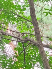 Sitta europaea amurensis