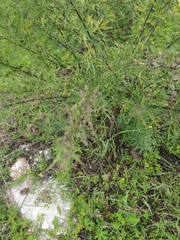 Artemisia gmelinii