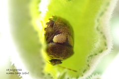 Aspideurus flavescens