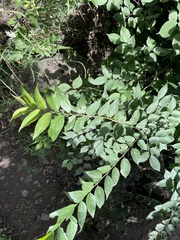 Celtis bungeana