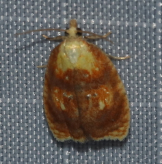 Acleris curvalana