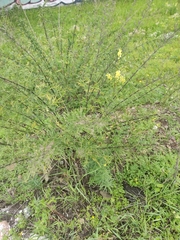 Artemisia gmelinii
