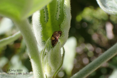 Aspideurus flavescens