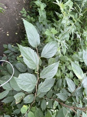 Celtis bungeana