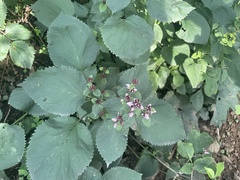Phlomoides umbrosa