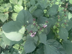 Phlomoides umbrosa
