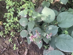 Phlomoides umbrosa