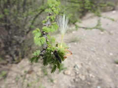 Havardia acatlensis