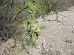 Havardia acatlensis