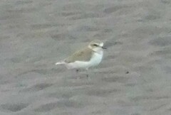 Charadrius javanicus