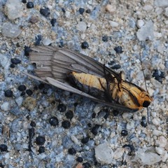 Macrobrochis staudingeri