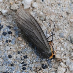 Macrobrochis staudingeri