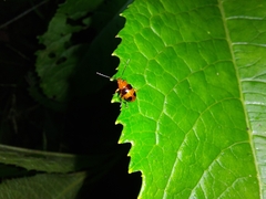 Chalcophana mutabilis