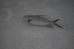 Indian Pompano photo 3