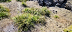 Xerophyllum tenax