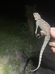 Sceloporus cyanogenys