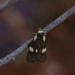 Poliodule melanotricha