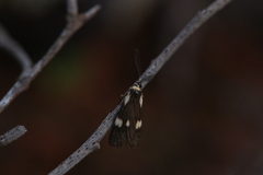 Poliodule melanotricha