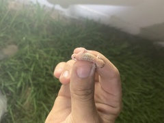 Hemidactylus turcicus