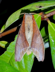 Colax apulus