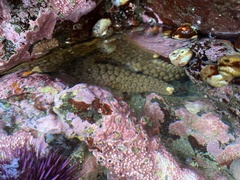 Stylasterias forreri