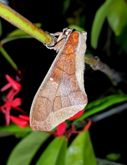 Colax apulus