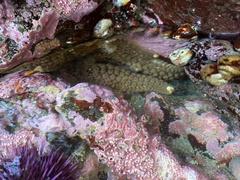 Stylasterias forreri