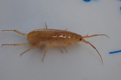 Speziorchestia grillus