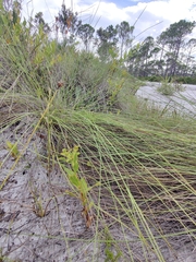 Euphorbia telephioides image