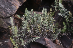 Cheilanthes lasiophylla
