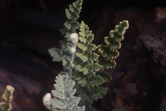 Cheilanthes lasiophylla