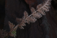 Cheilanthes lasiophylla