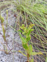 Euphorbia telephioides image