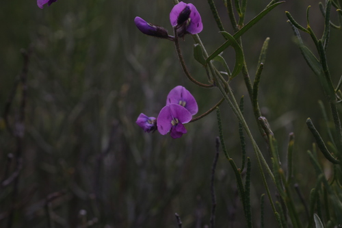 Image of Silky Glycine (Glycine canescens) by (c) Hugo Innes, some rights reserved (CC BY)