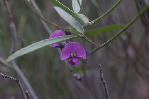 Image of Silky Glycine (Glycine canescens) by (c) Hugo Innes, some rights reserved (CC BY)