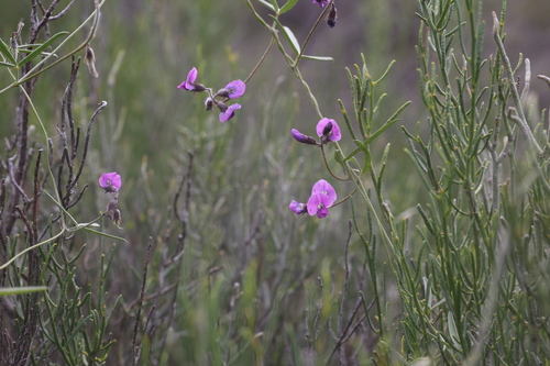 Image of Silky Glycine (Glycine canescens) by (c) Hugo Innes, some rights reserved (CC BY)