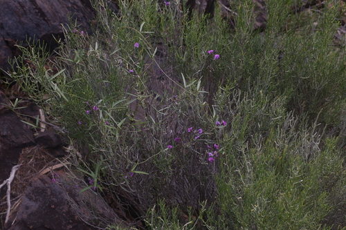 Image of Silky Glycine (Glycine canescens) by (c) Hugo Innes, some rights reserved (CC BY)