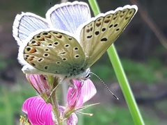 Polyommatus escheri